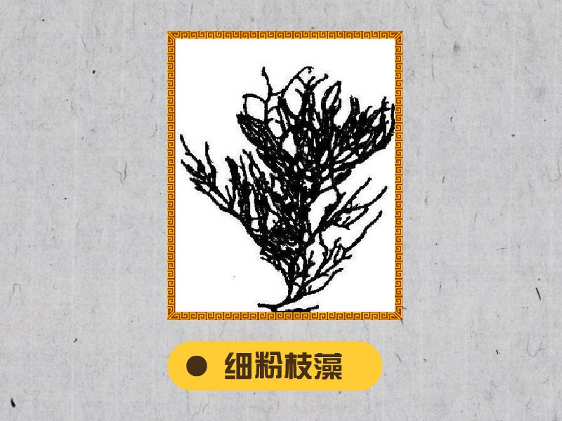 原来细粉枝藻长这样