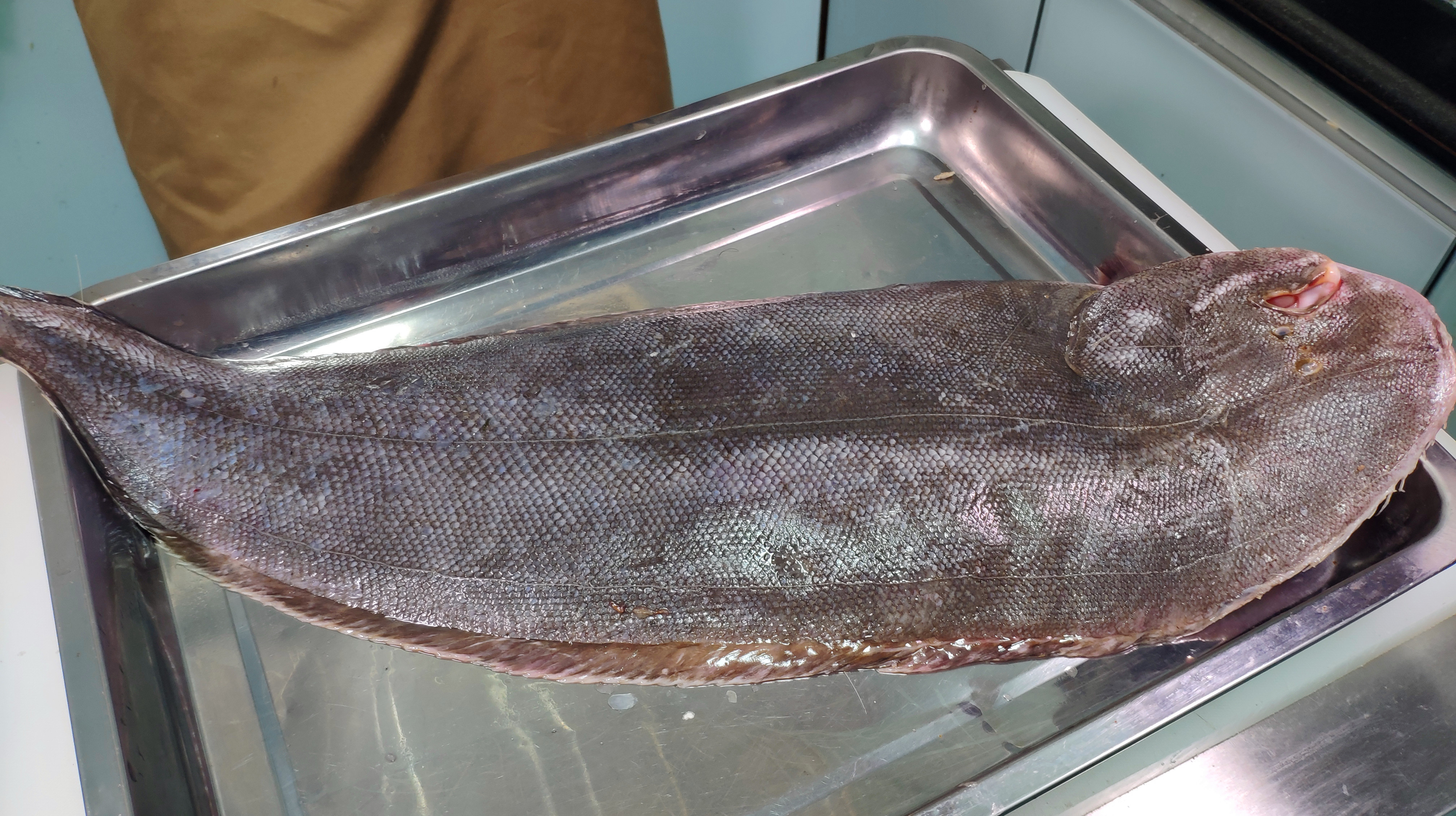 老刘花280块买4斤板娘鱼,一切为三红烧焖煮,上桌没多久就扫光!