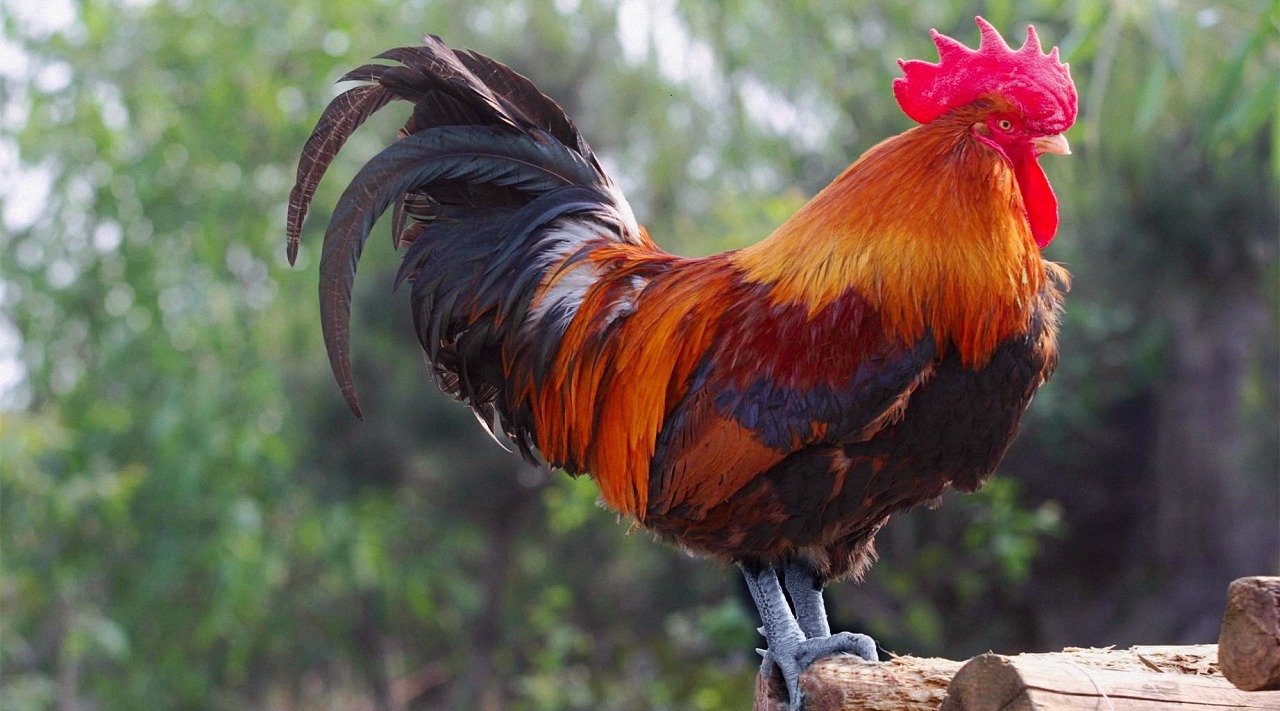 为什么公鸡会打鸣,母鸡却不会呢?看完涨知识了