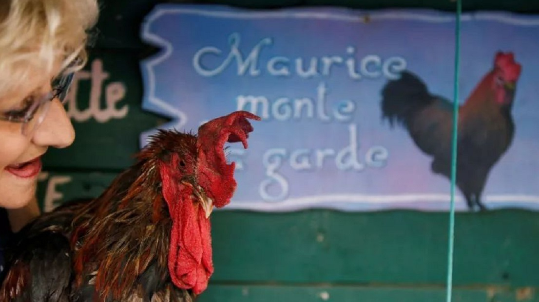 法国公鸡打鸣太闹,被邻居告上法庭,结果倒赔鸡1000欧元!