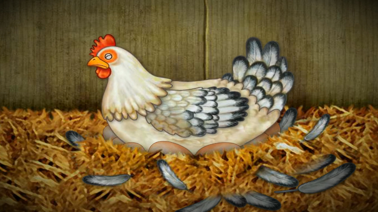 宝宝认识动植物:鸡也属于鸟类,公鸡会打鸣,母鸡会下蛋