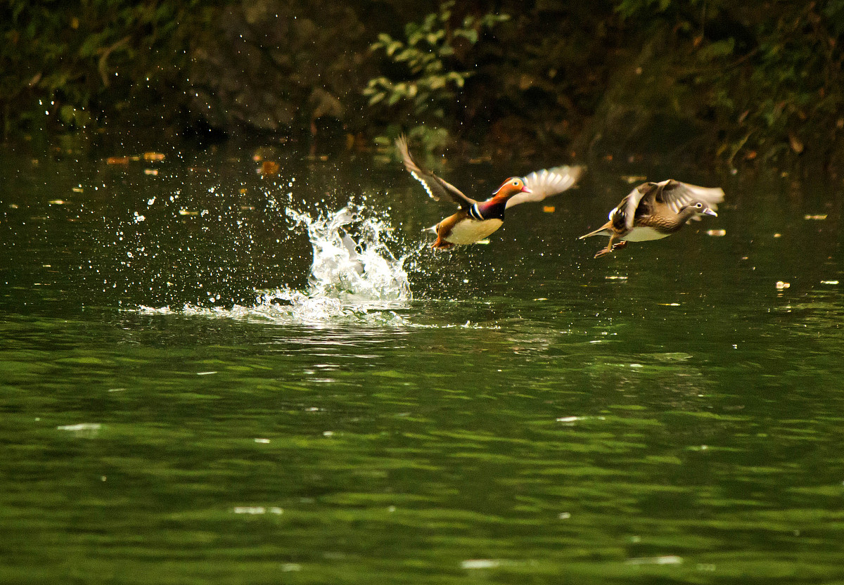 中国湿地生态系统水质分析的科学意义是什么