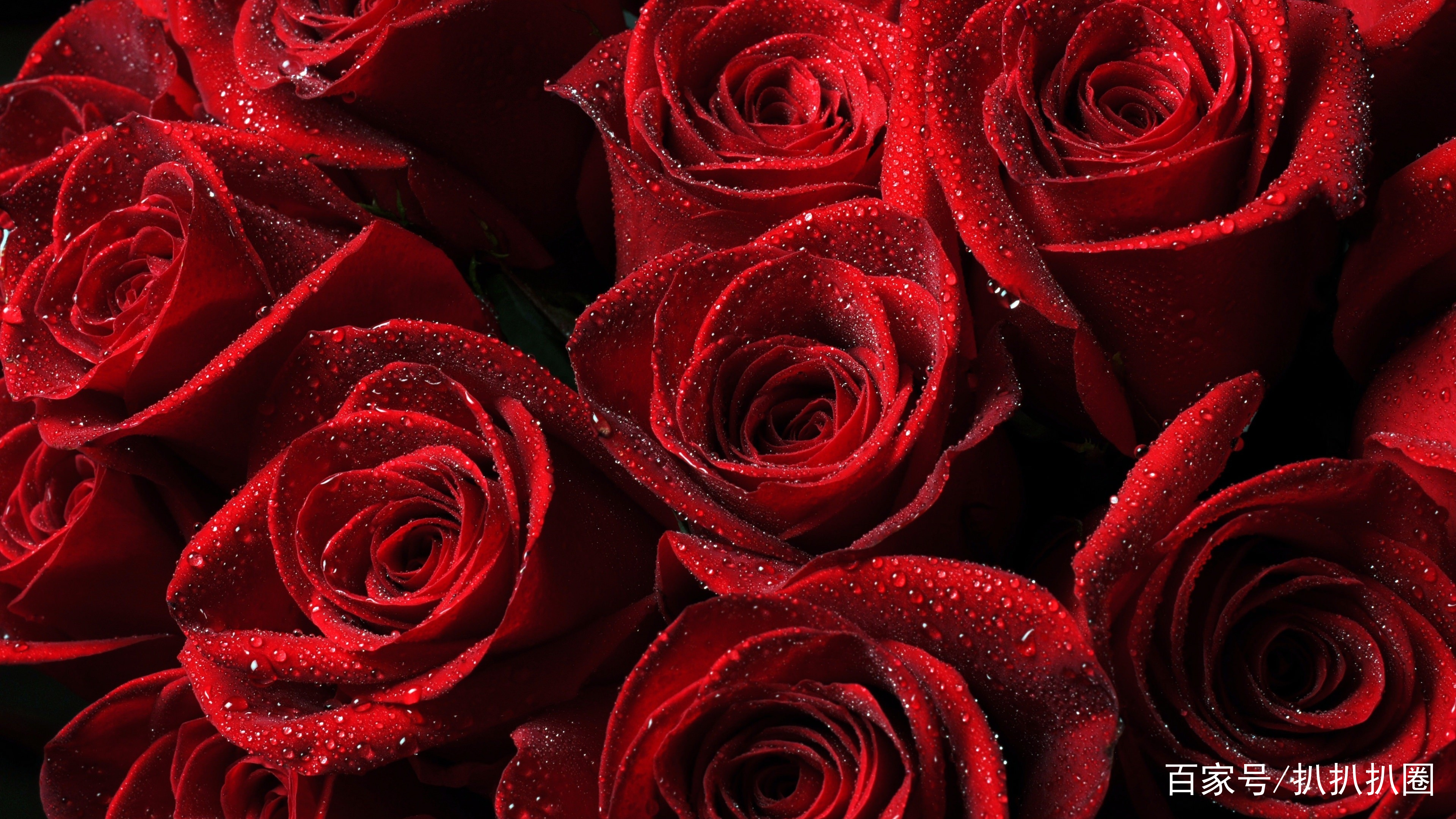 玫瑰花高清壁纸，神秘、高贵、优雅，似热情如火般的爱意