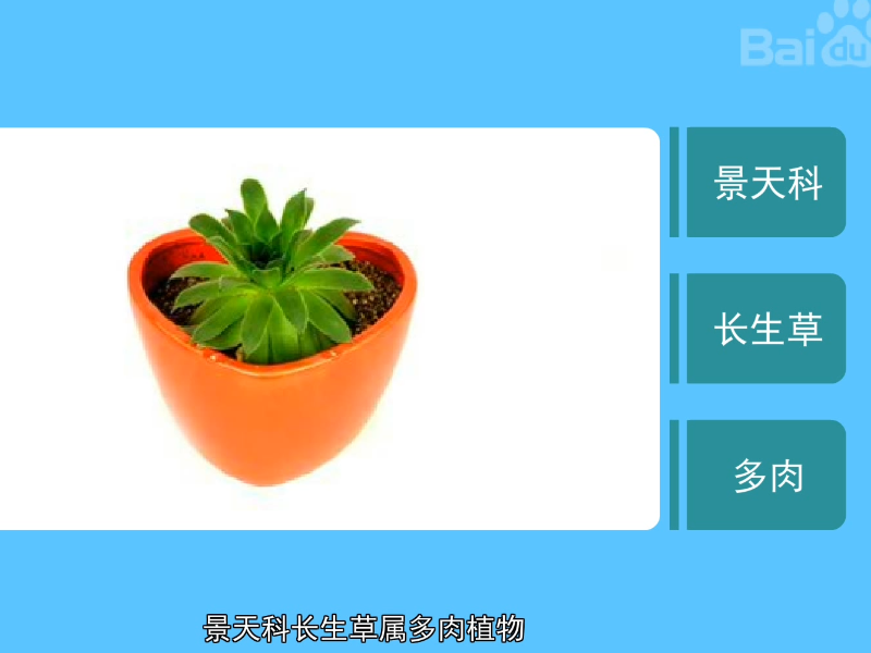 观音莲:景天科长生草属多肉植物