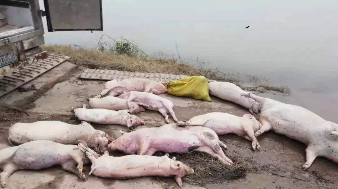火腿肠里有多少“猪肉”,是用死猪肉做的吗?越早知道越好!