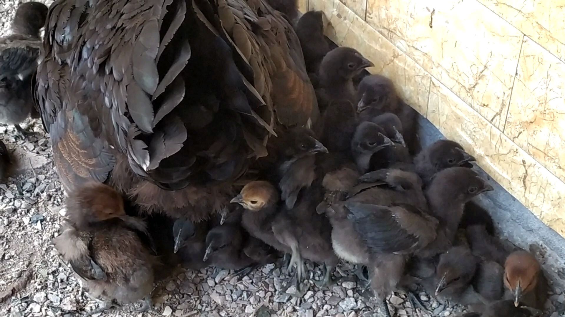 小鸡在母鸡的保护下很幸福,很满足,记录小鸡生长过程,两周了
