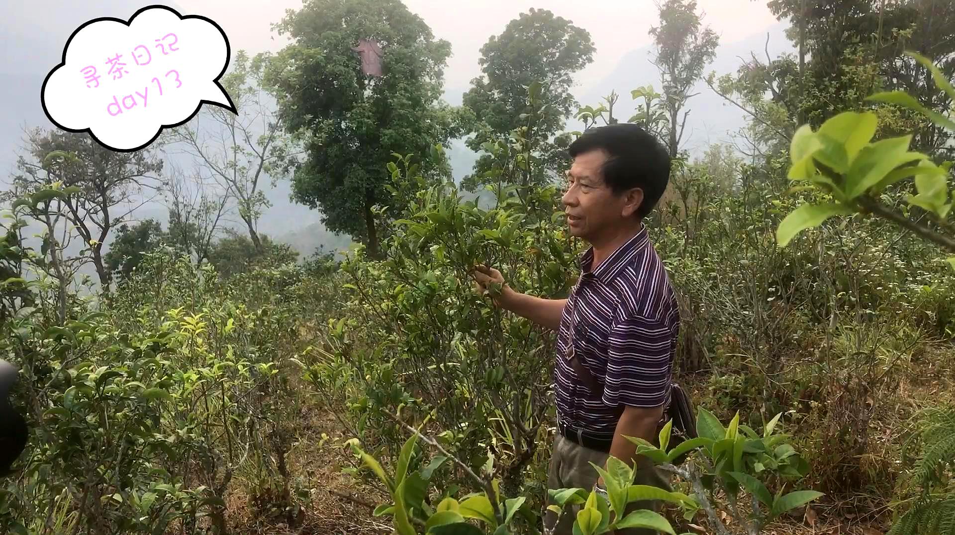 [图]寻找地道普洱NO.1——寻茶日记day13