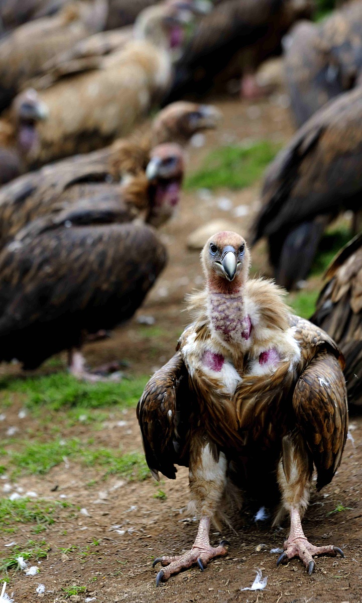 原神内存太大怎么办？网友:果断丢机械盘！