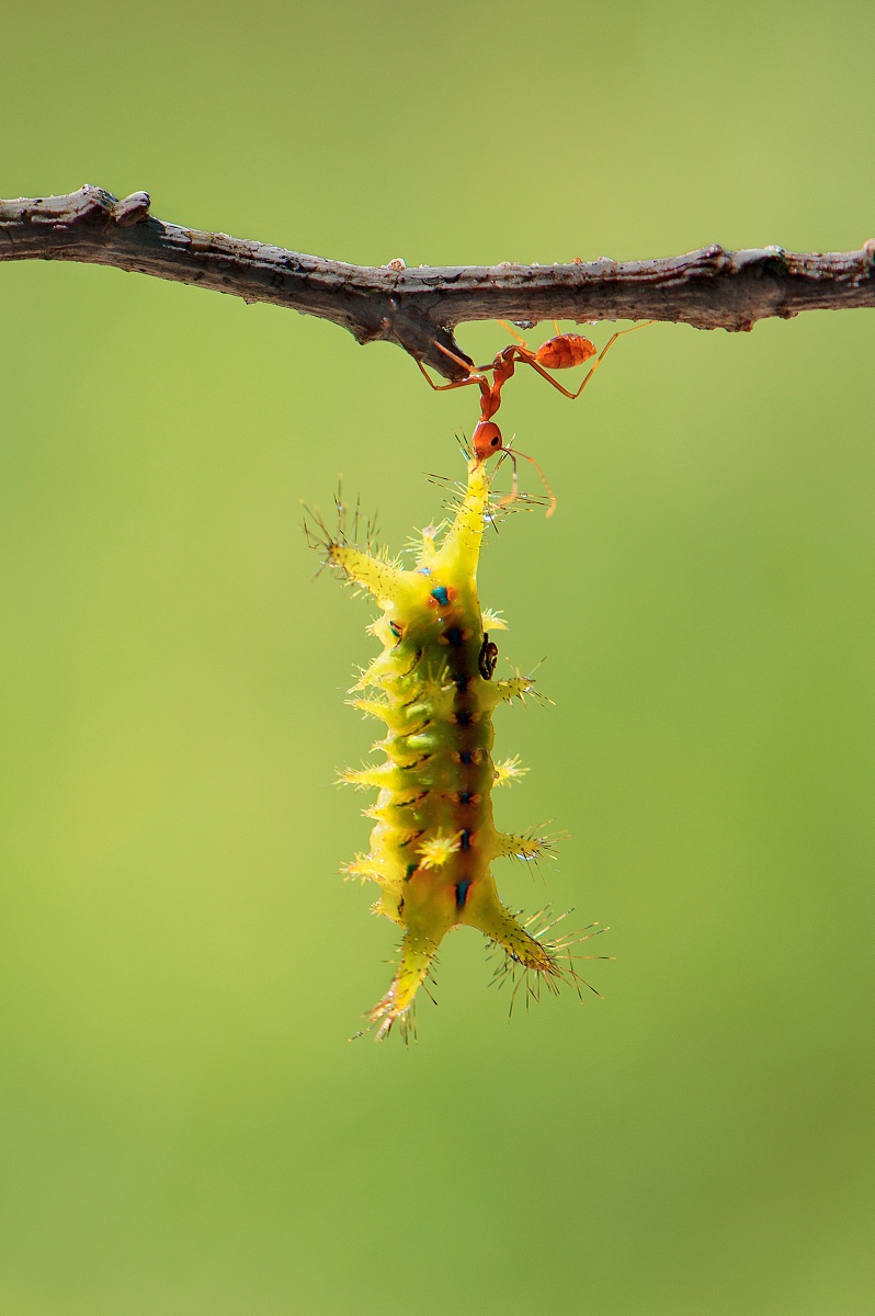 写一篇小学二年级作文，题目《神奇的蛋壳》。内容设定以描述毛毛虫、蝴蝶、蚂蚁三个角色一起发现半个蛋壳后的表现，根据每个角色实际情况描写它们的心理状态，描写它们认为半个蛋壳是哪些神奇的东西，可以用来干些什么神奇的事。重点是心理描写和动作描写，突出半个蛋壳在这些小昆虫中的神奇感。