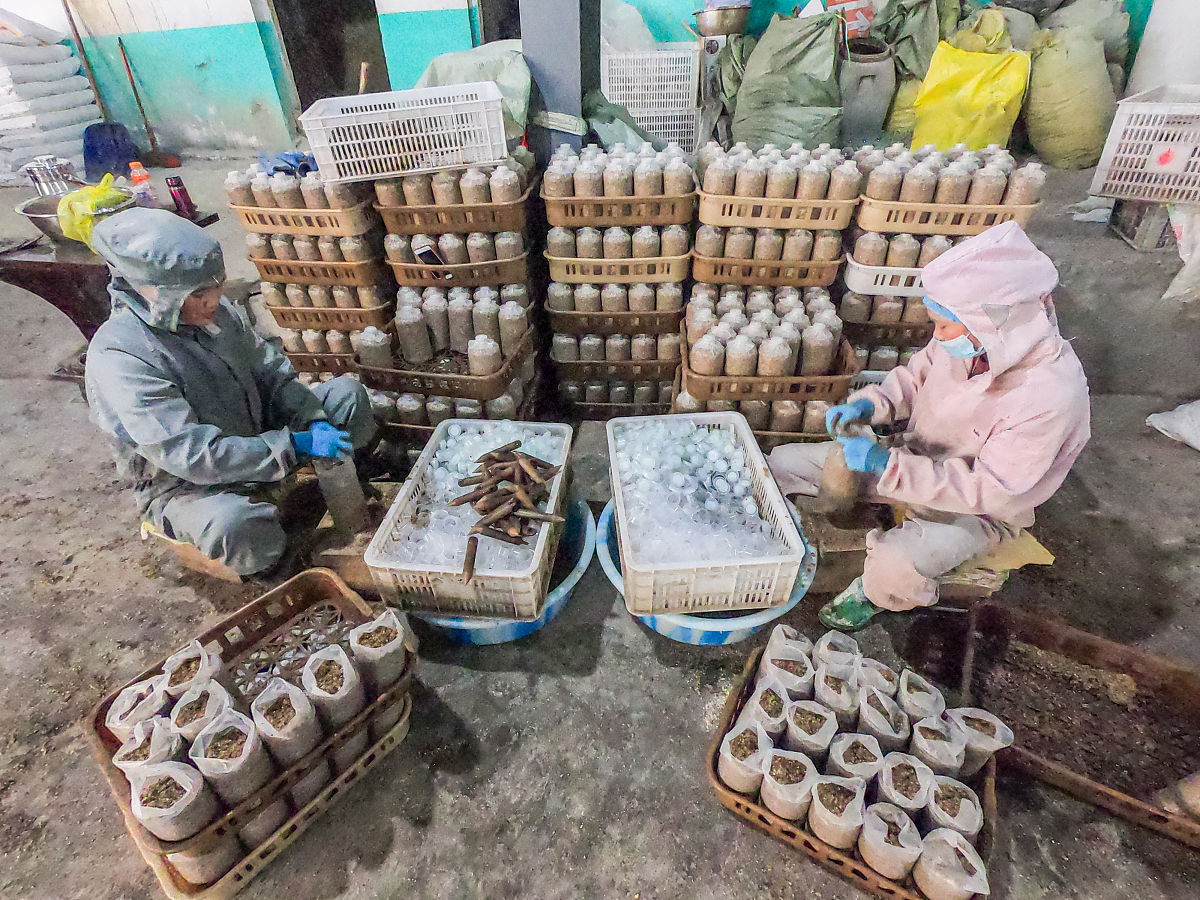 写一篇牡丹江镜心湖菌业公司关于食用菌全产业链项目的汇报材料
