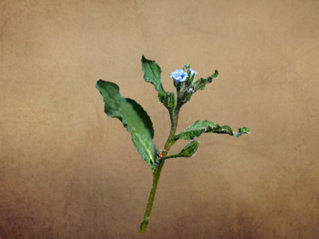 原来全苞附地菜长这样