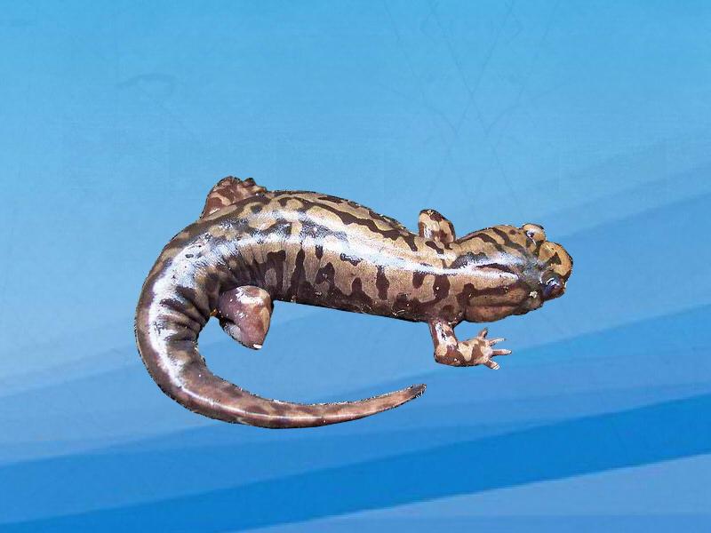 原来太平洋大鲵长这样