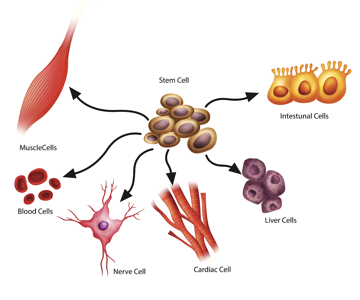 翻译成中文并改写流畅：Staining of viable cells for CD3 CD4 CD25 and CD127 allows to delineate between Tconv CD25+ and Treg cells CD25hi CD127lo wherein the very high expression of CD25 combined to the low expre