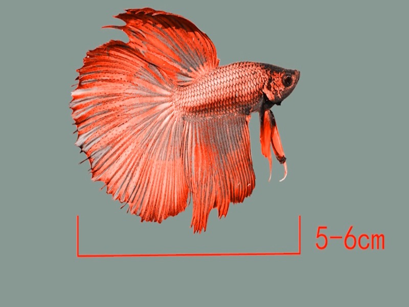 泰国斗鱼:它主产于东南亚的泰国