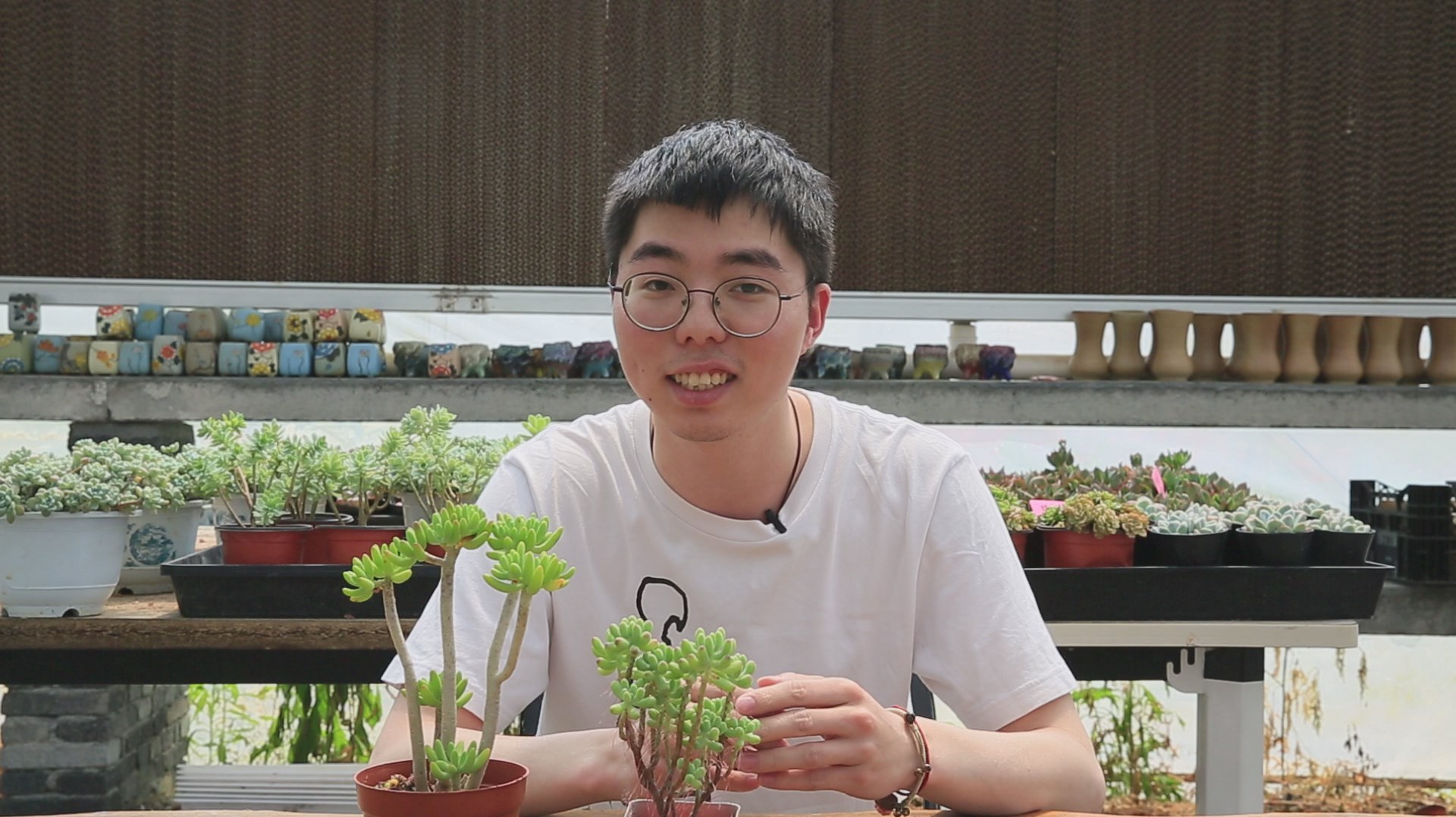 如何正确辨认,多肉果冻乙女心和八千代?