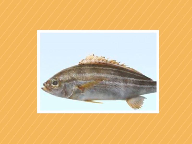 原来三线矶鲈长这样