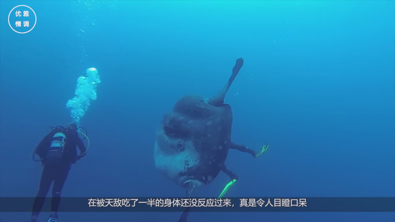 世界上最笨的鱼,被吃了一半还没有反应过来,没灭绝全靠生的多