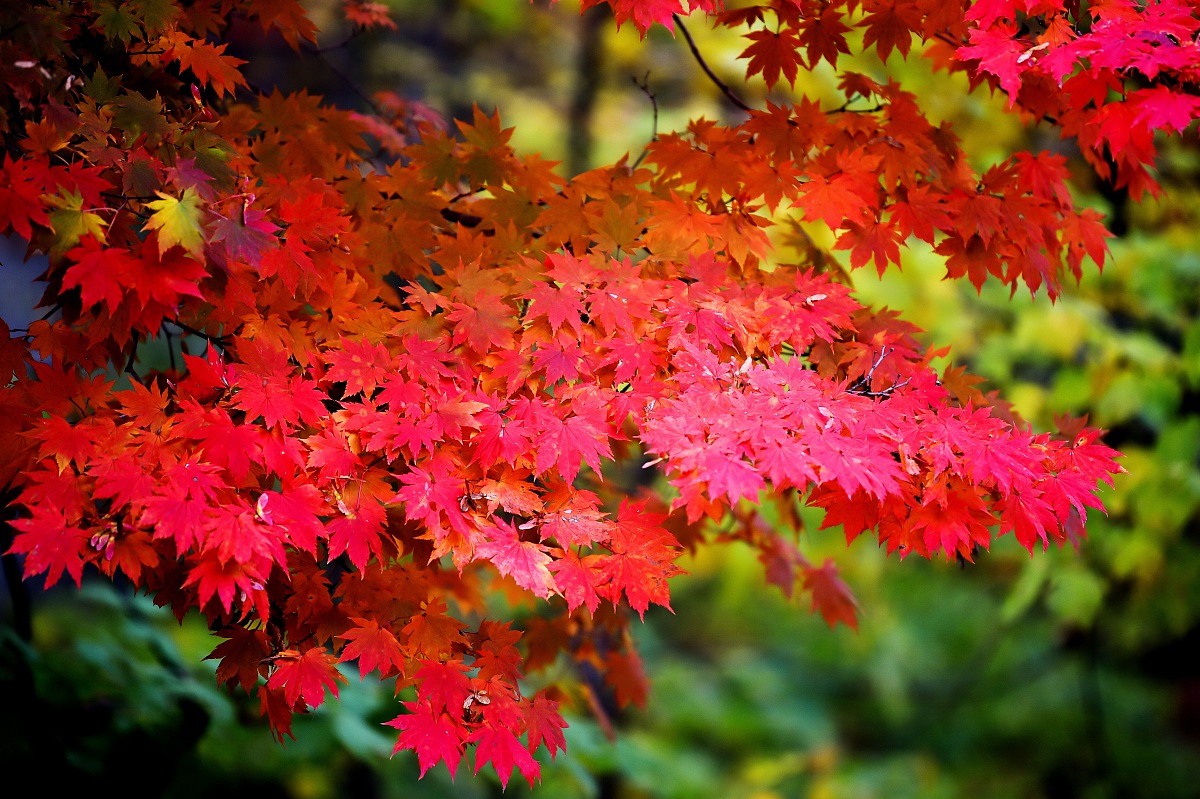 ***_***2018年10月8日,深秋时节,辽宁本溪关门山,老边沟,大石湖等诸多