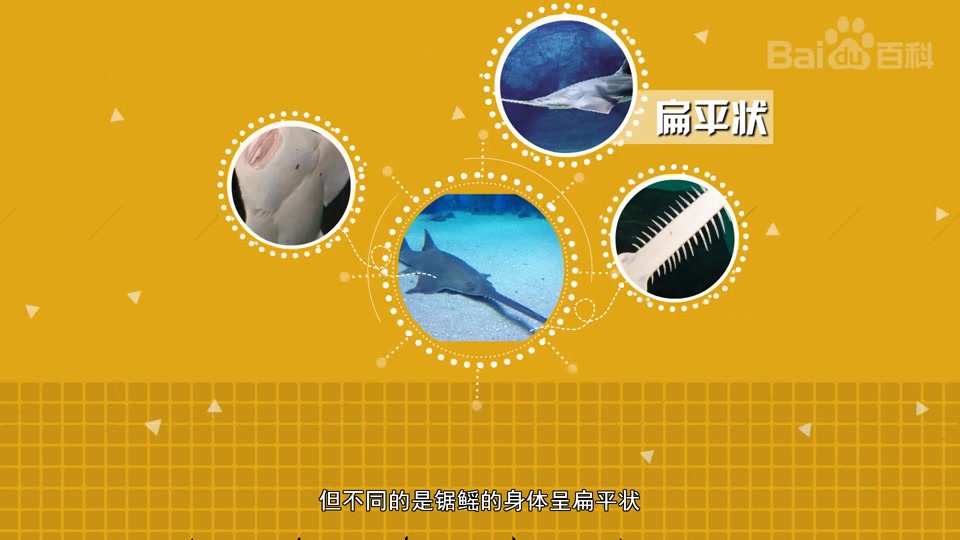 快速了解锯鳐