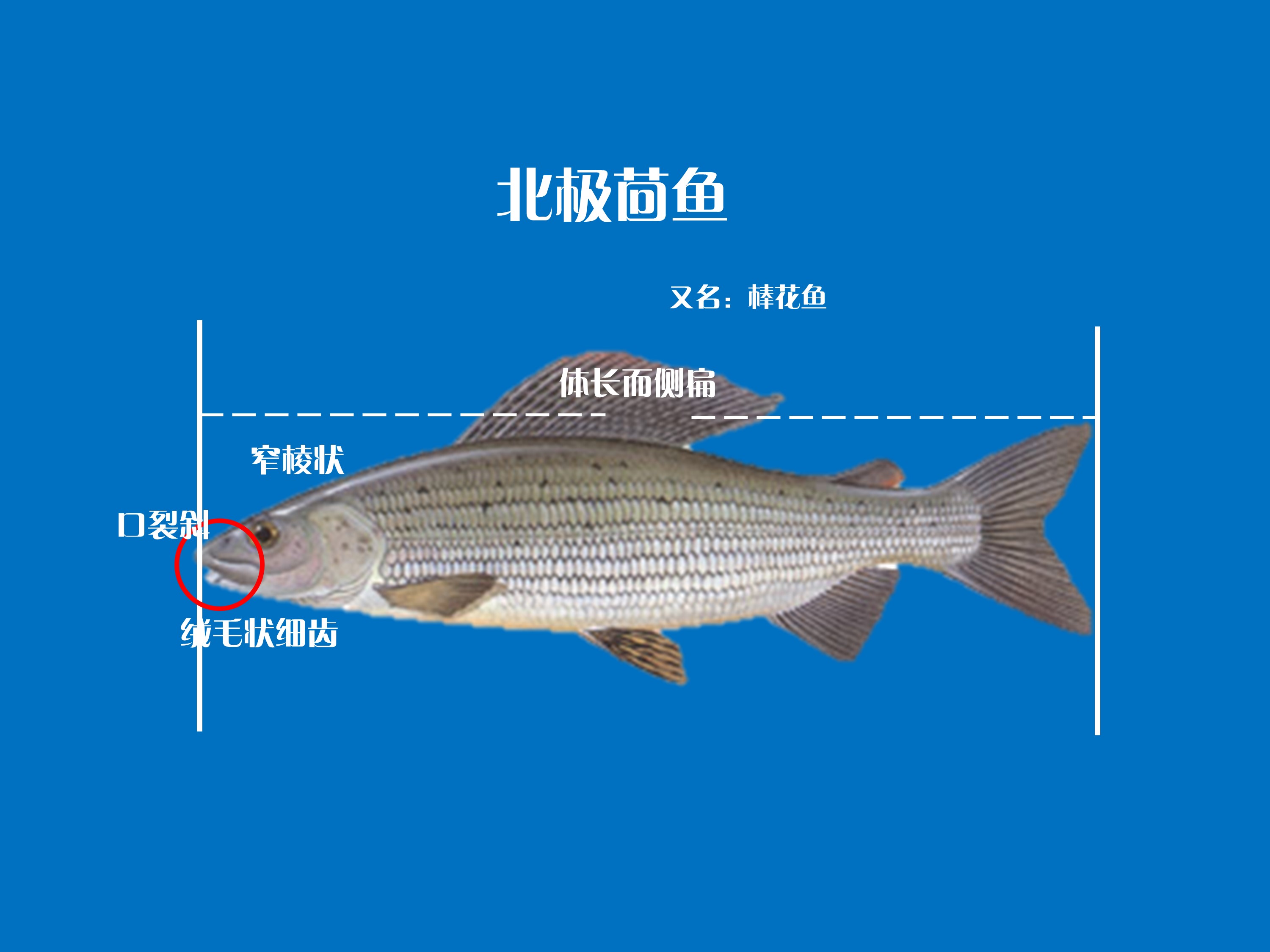 北极茴鱼:又名棒花鱼。茴鱼科Thymalidae