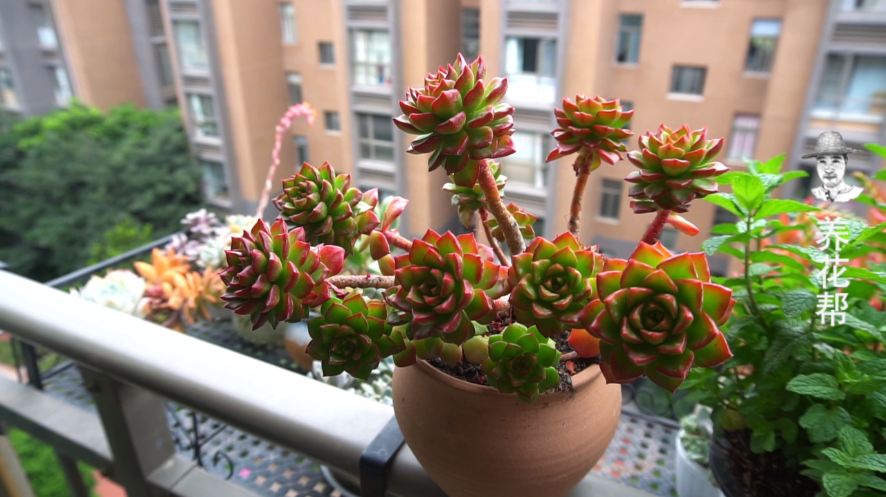 多肉蒂亚老桩的养护技巧:做好3点,不徒长,状态好得不得了!