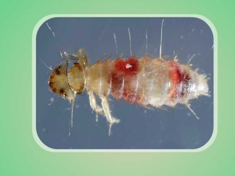 鸡虱子:家禽常见的一种体表寄生虫