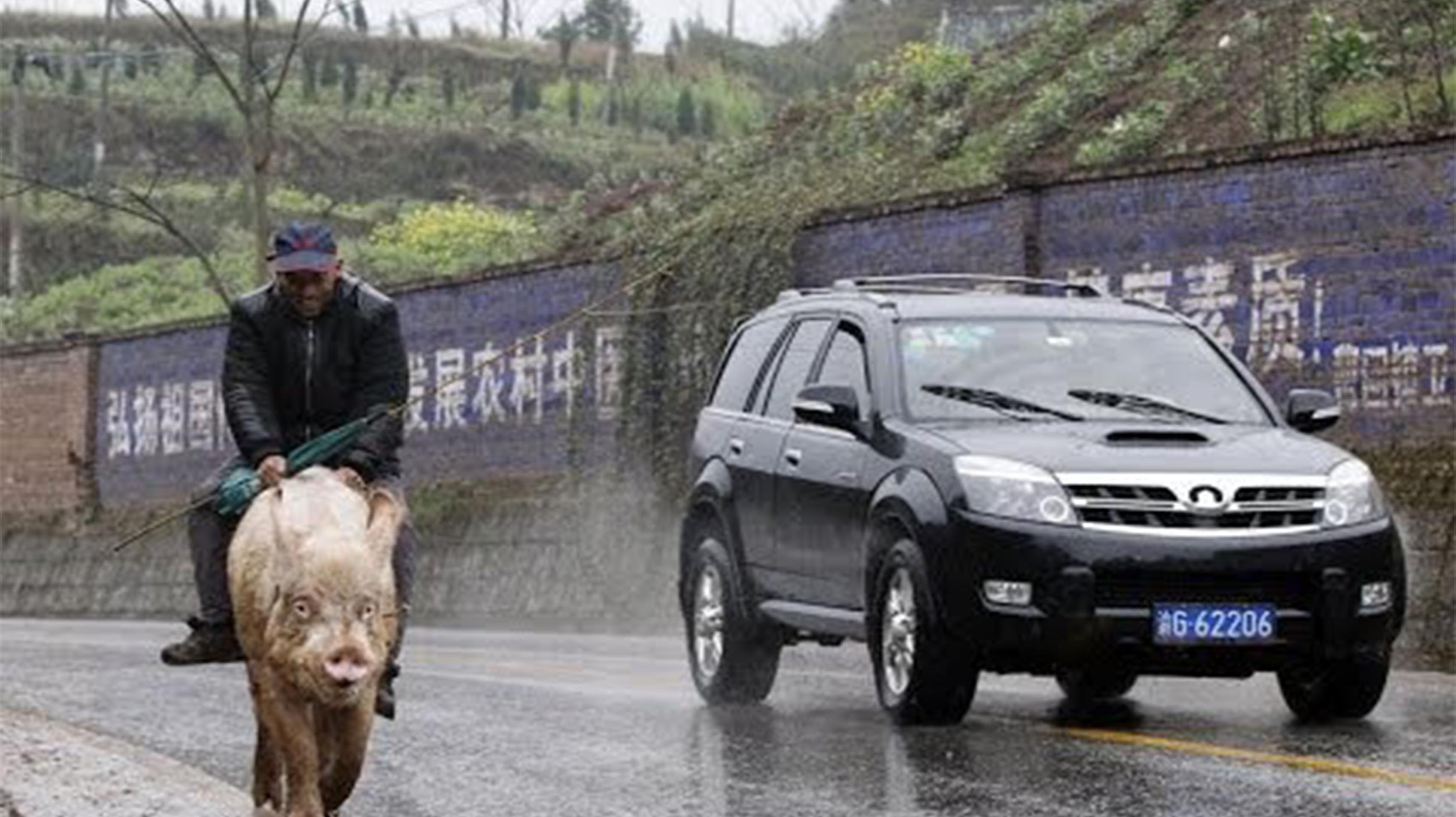 厉害了,把猪当车使,有大白菜就会走,成乡村一道靓丽的风景线!