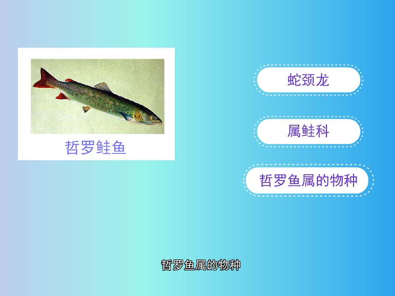 哲罗鲑鱼:哲罗鲑鱼,又名蛇颈龙