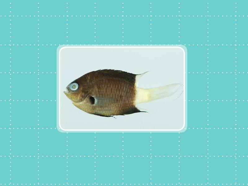 原来双斑光鳃鱼长这样