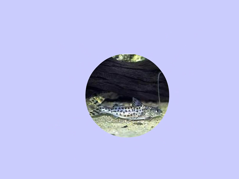 豹斑脂鲶:又名珍珠大帆鲶,原产哥伦比亚,属鲶科
