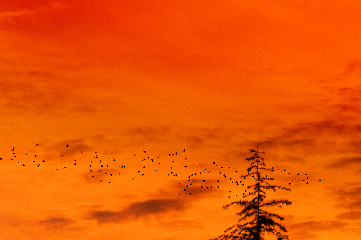 李商隐《火烧云》赏析：自然之美与人生感悟