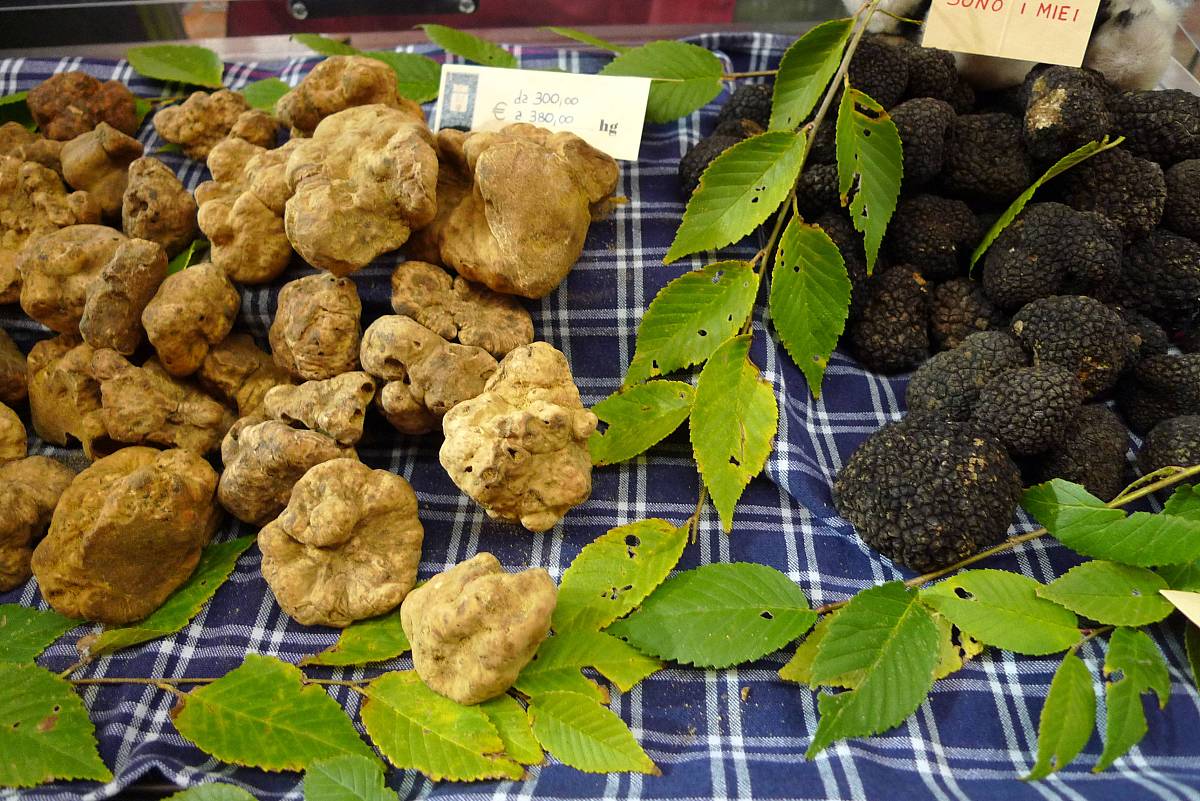 2011年11月1日,意大利阿尔巴,一年一度,为期6个周的白松露节在意大利