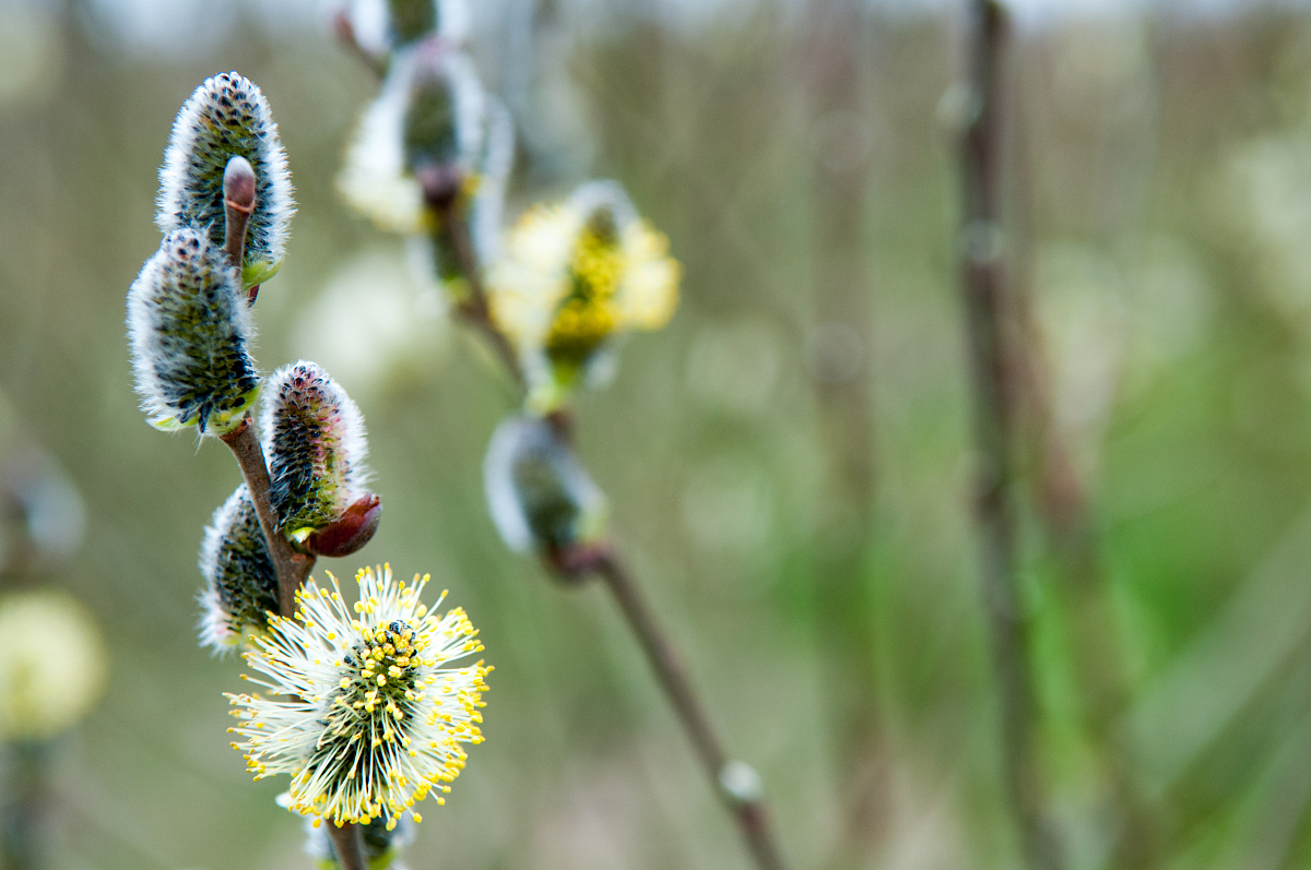植物妈妈有办法