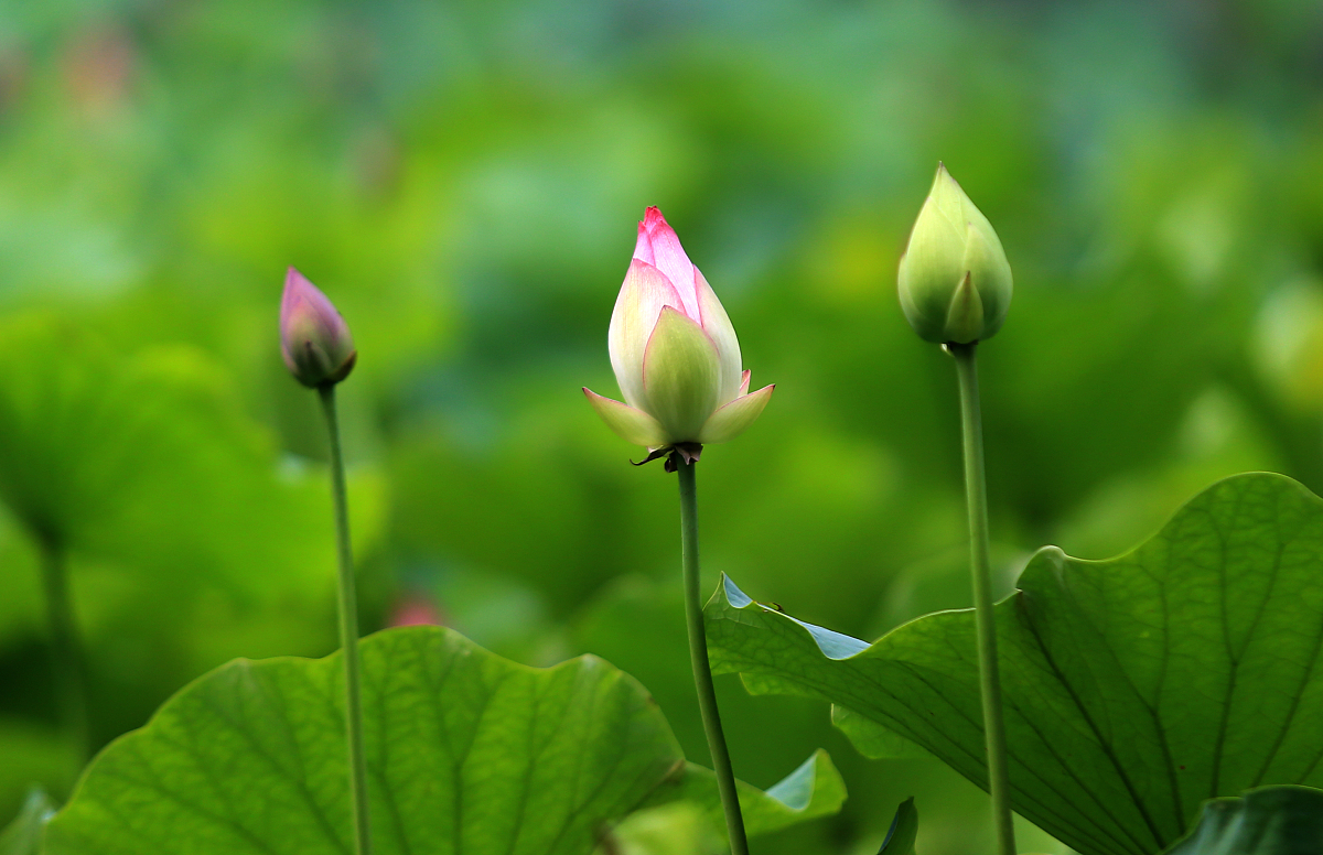 ***_***2017年6月15日,西安,又到了水芙蓉盛开的季节,她还有一个通俗