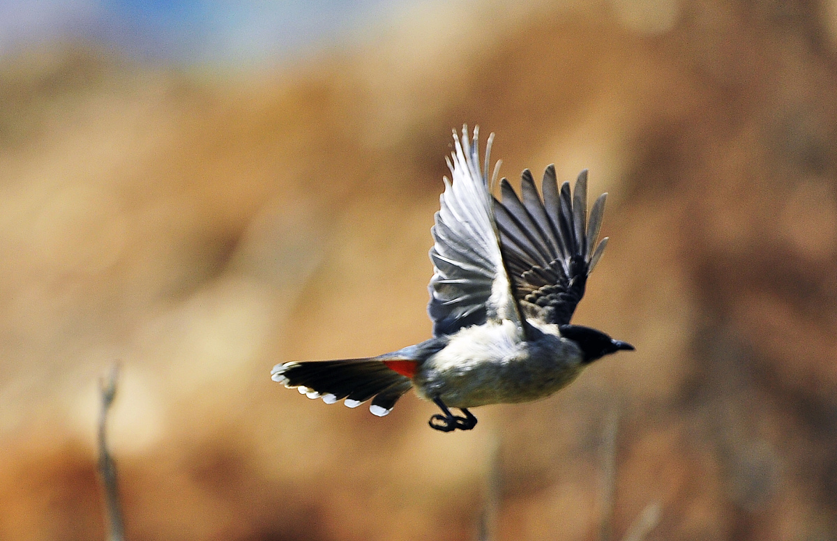 福建中医药大学是公办还是民办学校？
