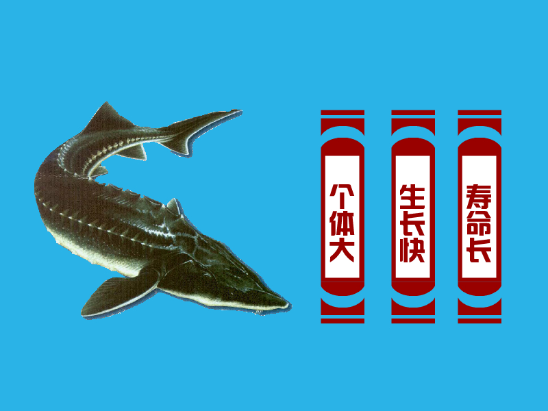 蝗鱼:产在黑龙江的主要是达氏蝗,为冷水性鱼类