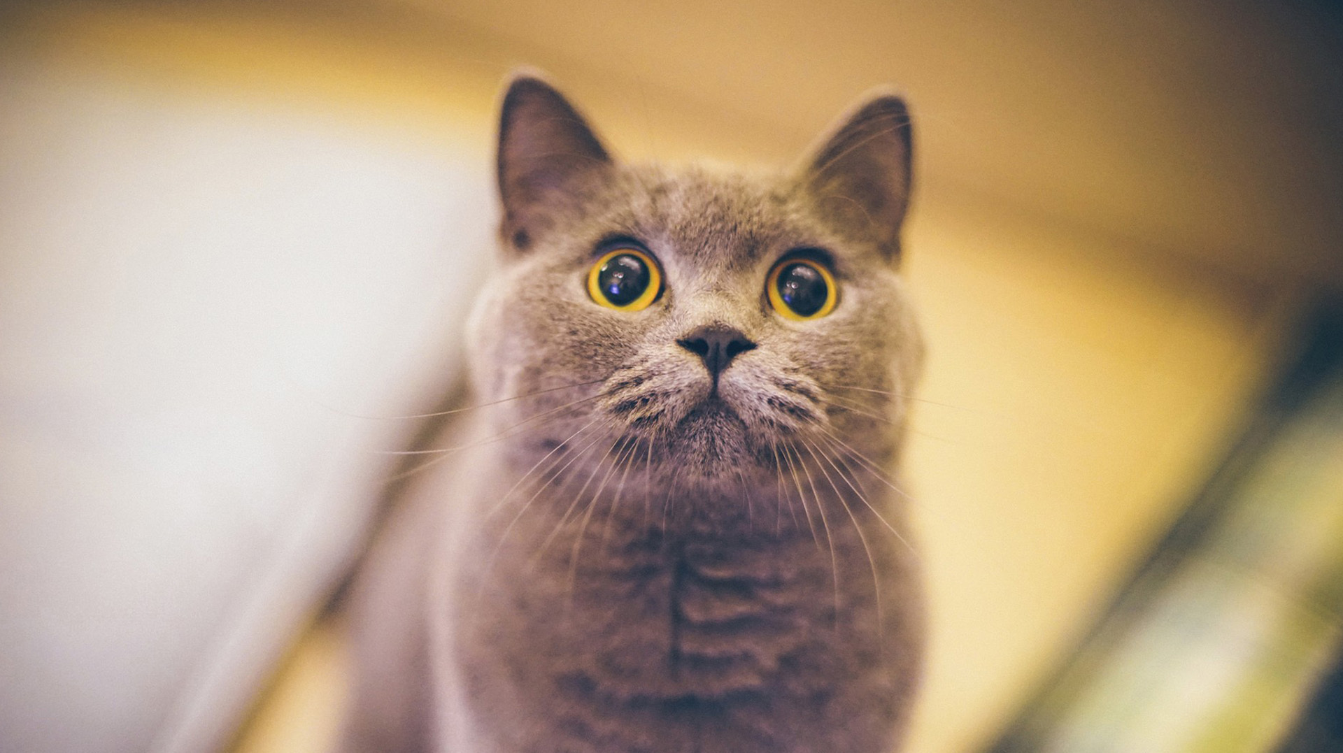 中国人为啥不吃猫肉?李时珍早已给出答案,原来并非迷信!