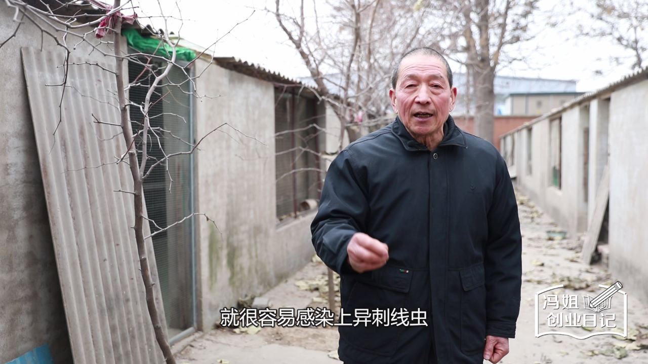 冯姐父亲讲孔雀、鸡的寄生虫病的危害、防治,以及需要用到的药物