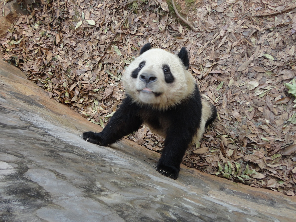 猜谜语：前面黄脸婆，后面黑熊猫，背上绿壳是什么？