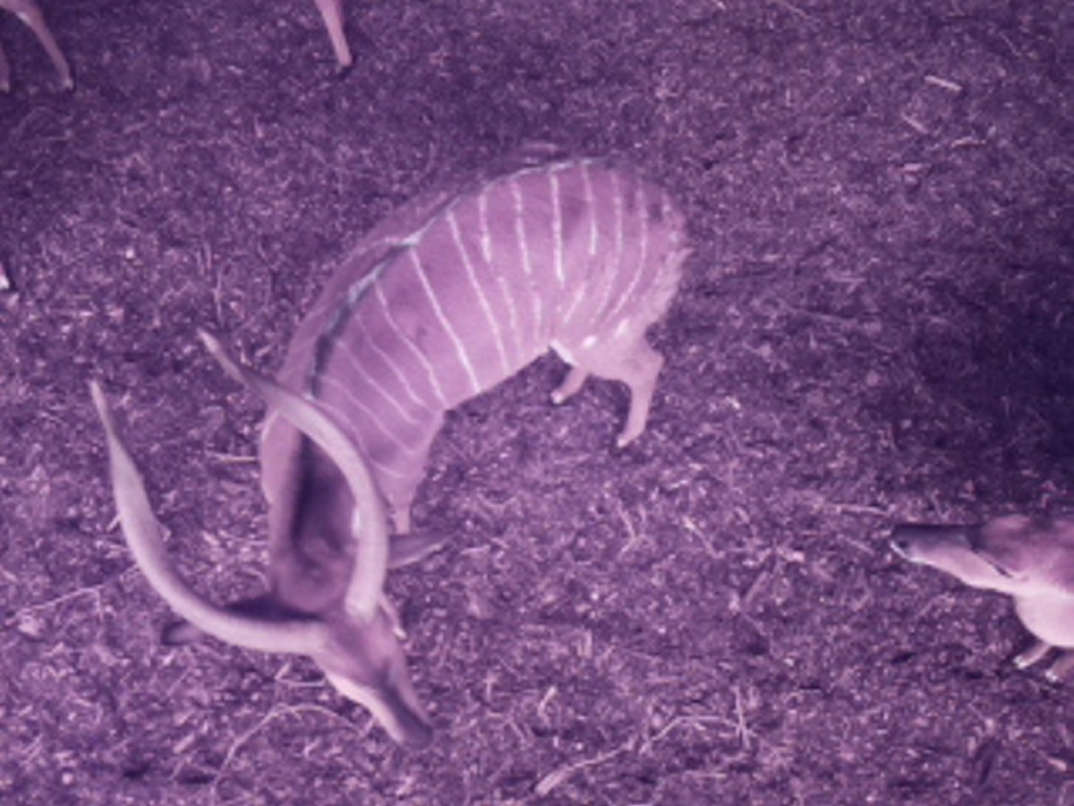 智能养猪的创新