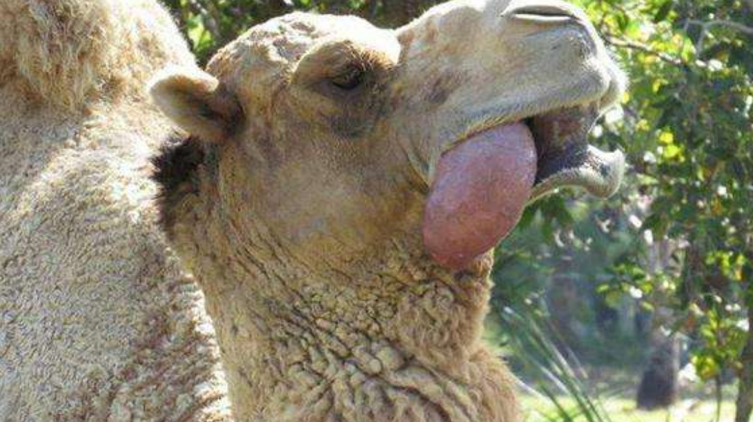 男子观察骆驼吃仙人掌,吃得正香时,忽然在嘴里吐出一个粉色肉球