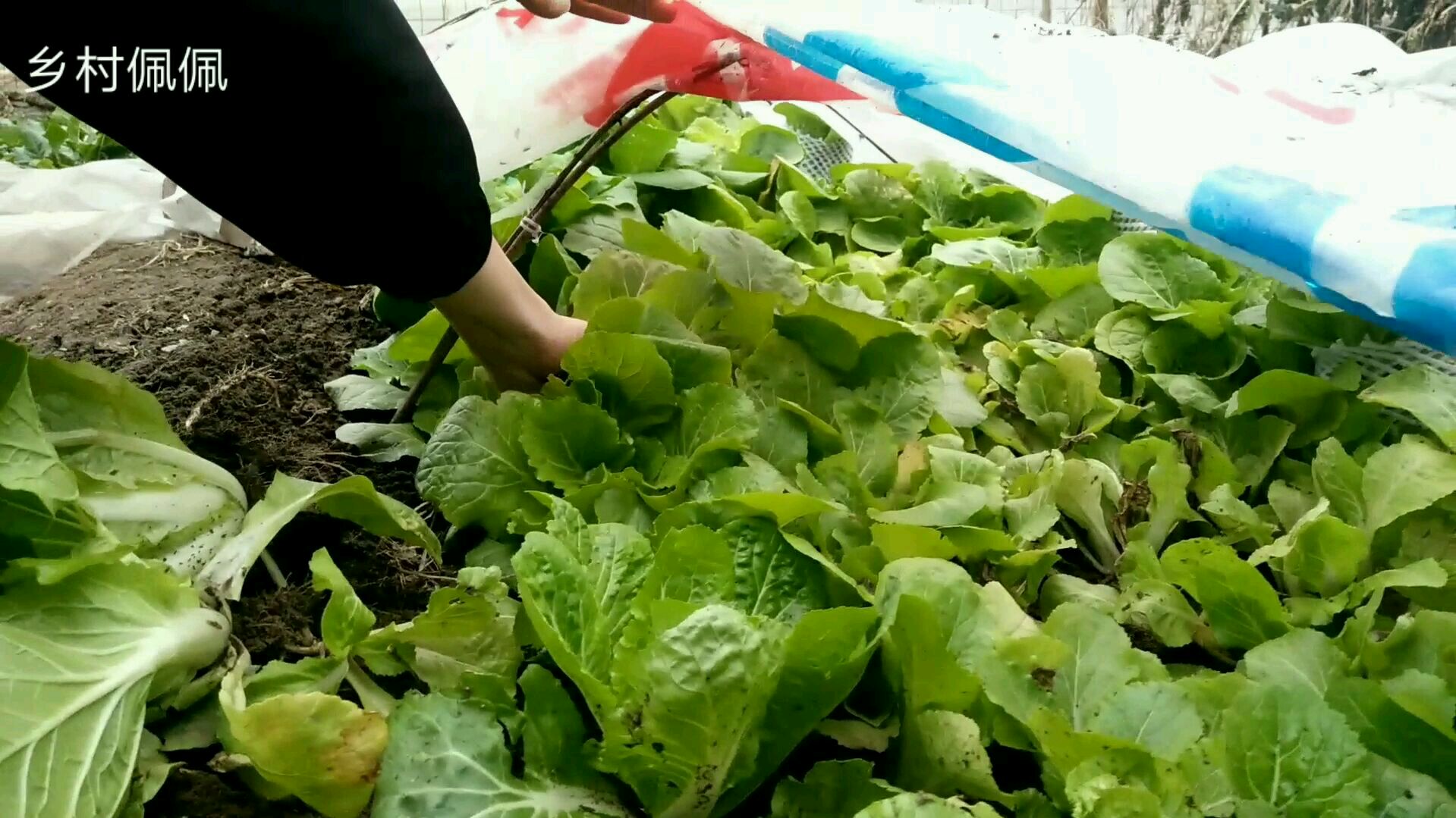 佩佩大厨做的白菜炖肉丸,现拔的白菜真新鲜,冬天来一大碗真过瘾