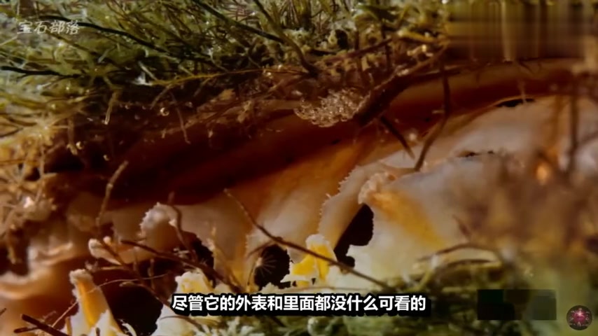 价值150万美元的澳洲南洋珍珠是如何形成的 3分钟揭秘珍珠的秘密