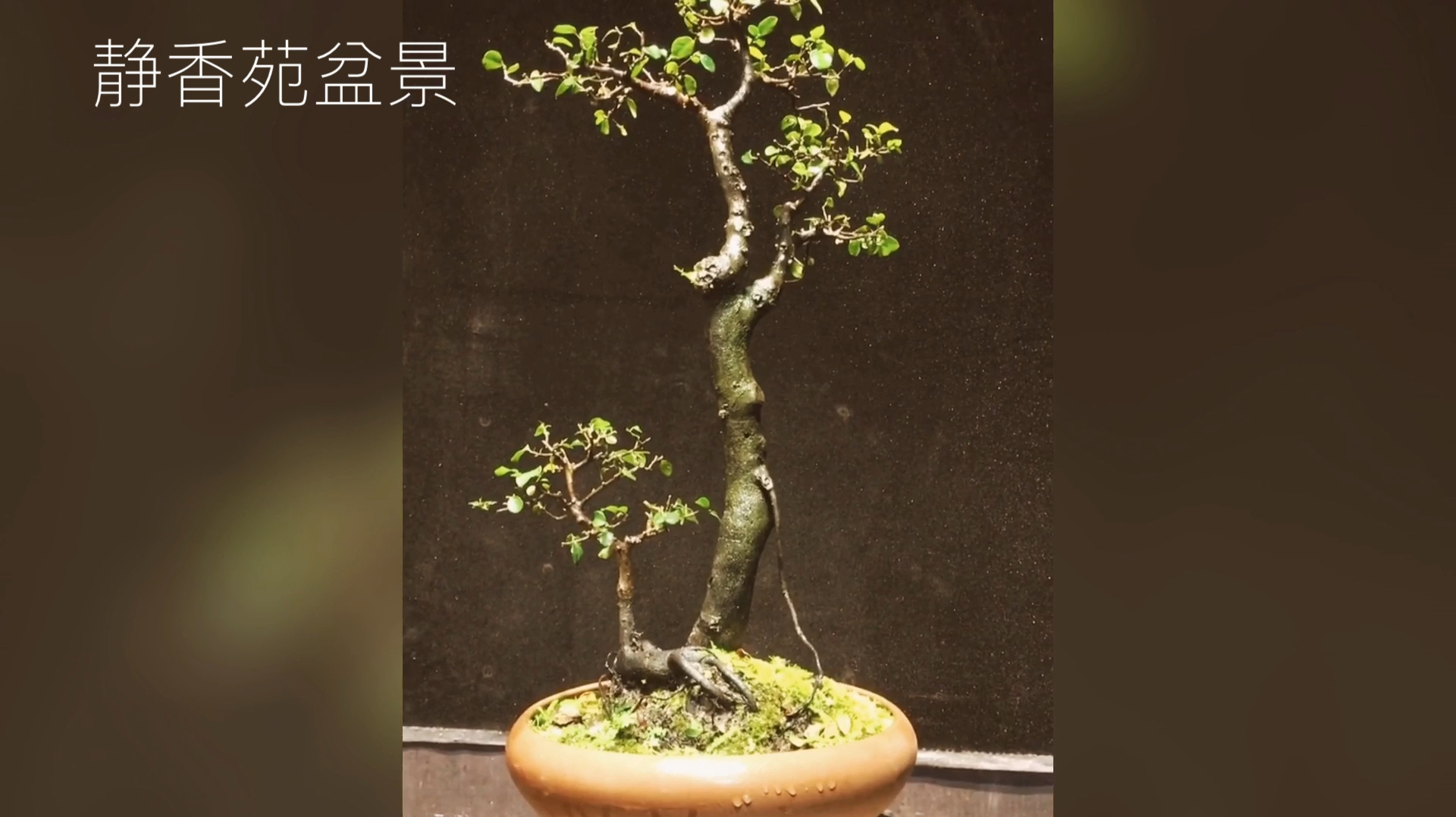 一组亭亭如盖的优雅金弹子盆景,造型曲折蜿蜒,秀美雅致!