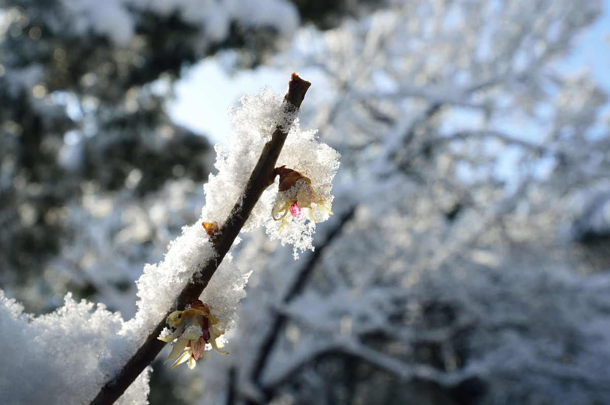 中国基本雪压分布规律：气候、地形和海拔的影响