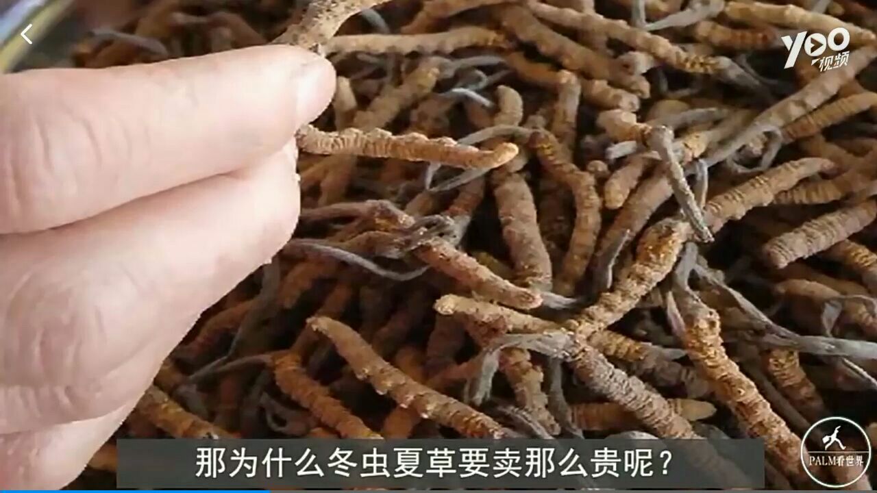“冬虫夏草”比黄金都贵,但是看了它的生长发育你就不觉得贵了