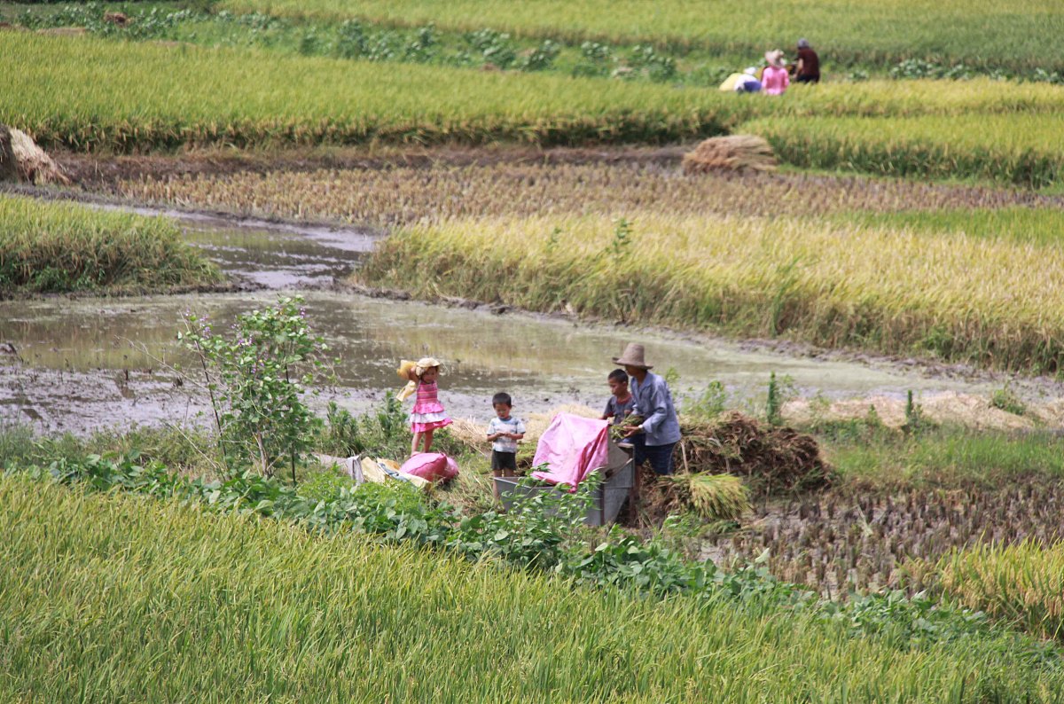13人早稻总面积为27.3亩，粮食产量为8.86吨