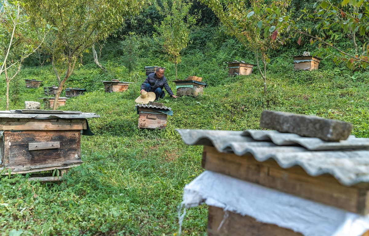 探秘xx蜂蜜：蜜源地探寻之旅