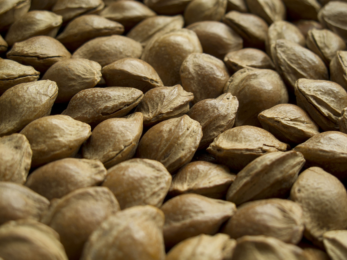 广东新兴中药学校2022年招生对象及招生条件-报名方式