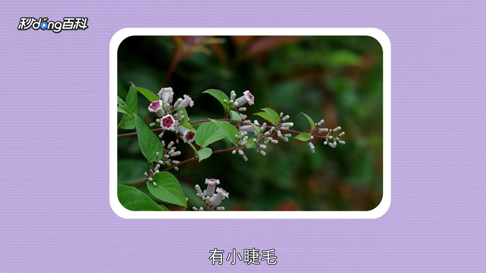 原来臭鸡矢藤长这样